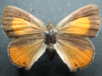 Adult, female, upperside: Fiery Copper (Paralucia pyrodiscus)