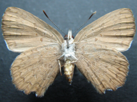 Adult, female, underside: Fiery Copper (Paralucia pyrodiscus)