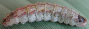 Final instar larva, side view: Fiery Copper (Paralucia pyrodiscus)