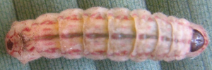 Final instar larva, top view: Fiery Copper (Paralucia pyrodiscus)