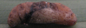 Pupa, side view: Fiery Copper (Paralucia pyrodiscus)