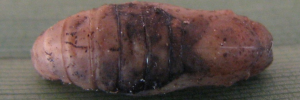 Pupa, top view: Fiery Copper (Paralucia pyrodiscus)
