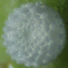 Egg, egg: Mauve Line-blue (Petrelaea tombugensis)