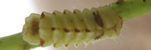 Final instar larva, top view: Mauve Line-blue (Petrelaea tombugensis)