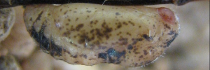 Pupa, side view: Mauve Line-blue (Petrelaea tombugensis)