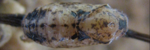 Pupa, top view: Mauve Line-blue (Petrelaea tombugensis)