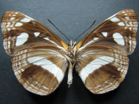 Adult, male, underside: White-banded Plane (Phaedyma shepherdi shepherdi)