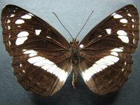 Adult, female, upperside: White-banded Plane (Phaedyma shepherdi shepherdi)