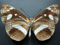 Adult, female, underside: White-banded Plane (Phaedyma shepherdi shepherdi)