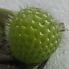 Egg, egg: White-banded Plane (Phaedyma shepherdi shepherdi)