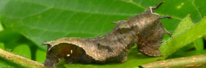 Final instar larva, side view: White-banded Plane (Phaedyma shepherdi shepherdi)