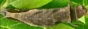Final instar larva, top view: White-banded Plane (Phaedyma shepherdi shepherdi)