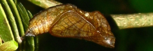 Pupa, side view: White-banded Plane (Phaedyma shepherdi shepherdi)
