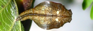 Pupa, top view: White-banded Plane (Phaedyma shepherdi shepherdi)