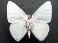 Adult, male, underside: Large Moonbeam (Philiris diana papuanus)