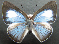 Adult, female, upperside: Large Moonbeam (Philiris diana papuanus)