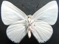 Adult, female, underside: Large Moonbeam (Philiris diana papuanus)