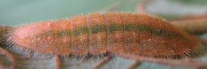 Final instar larva, side view: Large Moonbeam (Philiris diana papuanus)