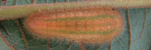 Final instar larva, top view: Large Moonbeam (Philiris diana papuanus)
