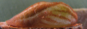 Pupa, side view: Large Moonbeam (Philiris diana papuanus)