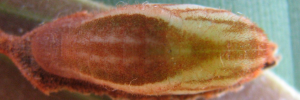 Pupa, top view: Large Moonbeam (Philiris diana papuanus)