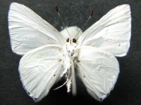 Adult, male, underside: Bicolour Moonbeam (Philiris fulgens kurandae)