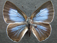Adult, female, upperside: Bicolour Moonbeam (Philiris fulgens kurandae)