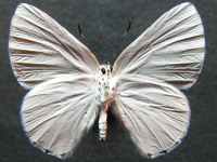 Adult, female, underside: Bicolour Moonbeam (Philiris fulgens kurandae)