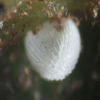 Egg, egg: Bicolour Moonbeam (Philiris fulgens kurandae)