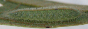 Final instar larva, side view: Bicolour Moonbeam (Philiris fulgens kurandae)