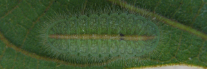 Final instar larva, top view: Bicolour Moonbeam (Philiris fulgens kurandae)