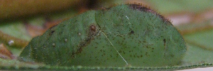 Pupa, side view: Bicolour Moonbeam (Philiris fulgens kurandae)
