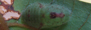 Pupa, top view: Bicolour Moonbeam (Philiris fulgens kurandae)