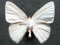 Adult, male, underside: Purple Moonbeam (Philiris innotatus)