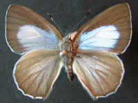 Adult, female, upperside: Purple Moonbeam (Philiris innotatus)