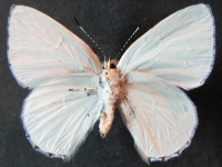 Adult, female, underside: Purple Moonbeam (Philiris innotatus)