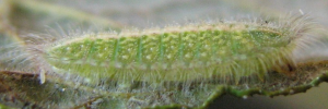 Final instar larva, side view: Purple Moonbeam (Philiris innotatus)