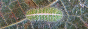 Final instar larva, top view: Purple Moonbeam (Philiris innotatus)