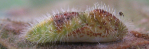 Pupa, side view: Purple Moonbeam (Philiris innotatus)