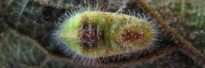 Pupa, top view: Purple Moonbeam (Philiris innotatus)