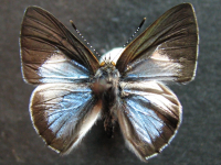 Adult, male, upperside: Blue Moonbeam (Philiris nitens lucina)