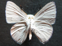 Adult, male, underside: Blue Moonbeam (Philiris nitens lucina)