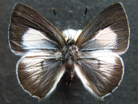 Adult, female, upperside: Blue Moonbeam (Philiris nitens lucina)