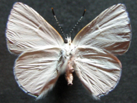 Adult, female, underside: Blue Moonbeam (Philiris nitens lucina)