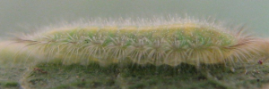 Final instar larva, side view: Blue Moonbeam (Philiris nitens lucina)