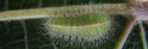 Final instar larva, top view: Blue Moonbeam (Philiris nitens lucina)