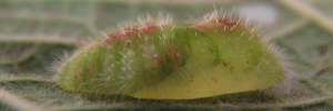 Pupa, side view: Blue Moonbeam (Philiris nitens lucina)