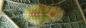 Pupa, top view: Blue Moonbeam (Philiris nitens lucina)