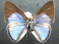Adult, male, upperside: Blue Moonbeam (Philiris nitens nitens)