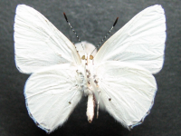 Adult, male, underside: Blue Moonbeam (Philiris nitens nitens)